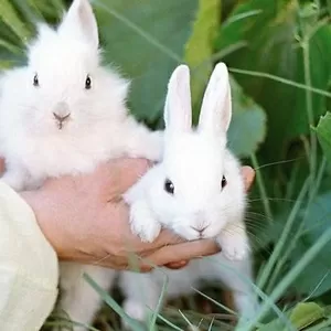 кролики,  кролиководство