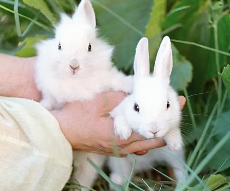 кролики,  кролиководство